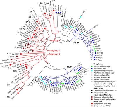 Conserved Subgroups of the Plant-Specific RWP-RK Transcription Factor Family Are Present in Oomycete Pathogens